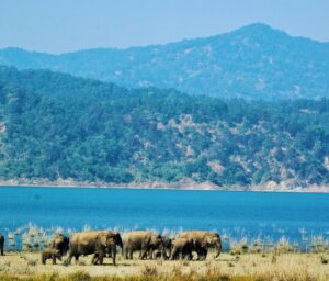 Jim-Corbett-National-Park95350