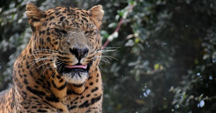 Corbett Park Ramnagar