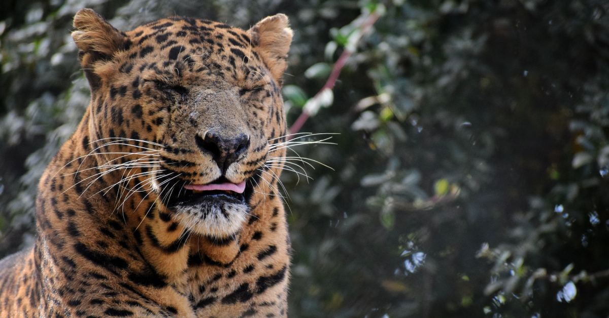 Corbett Park Ramnagar